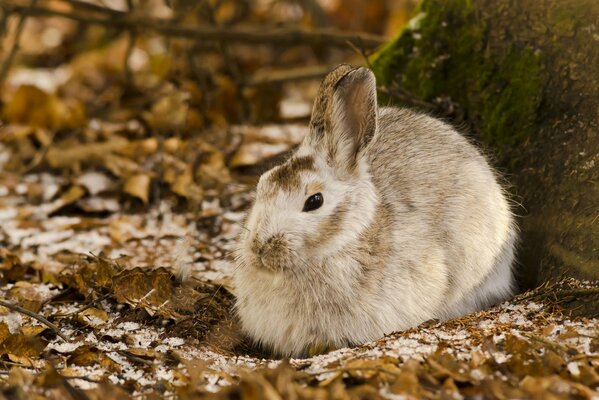 The hare sat down in the winter forest