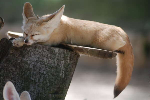 Fox Fenech dort sur une souche d arbre