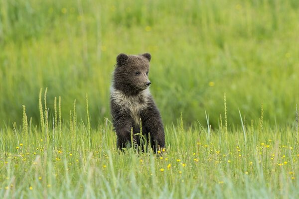 Jeune ours en peluche sur une clairière fleurie