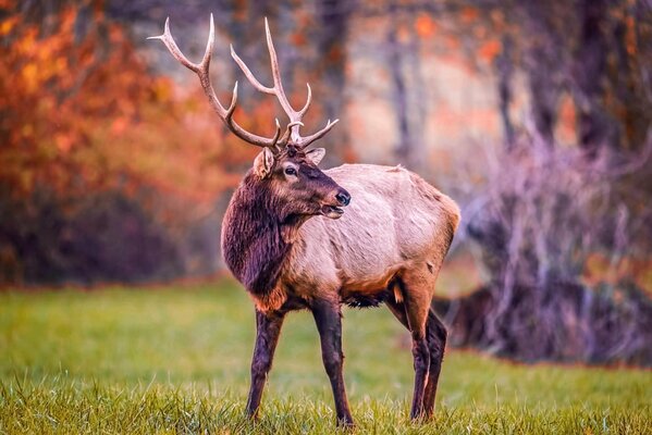 Standing deer on the background of the autumn forest