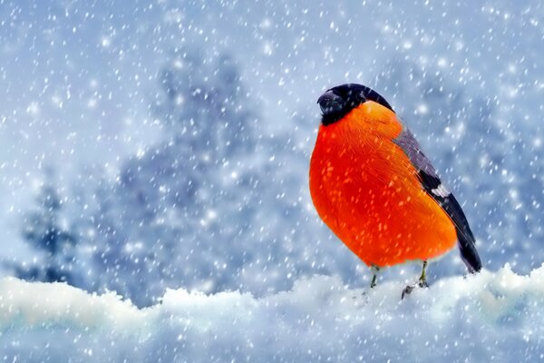 Bullfinch on a snowy branch in winter