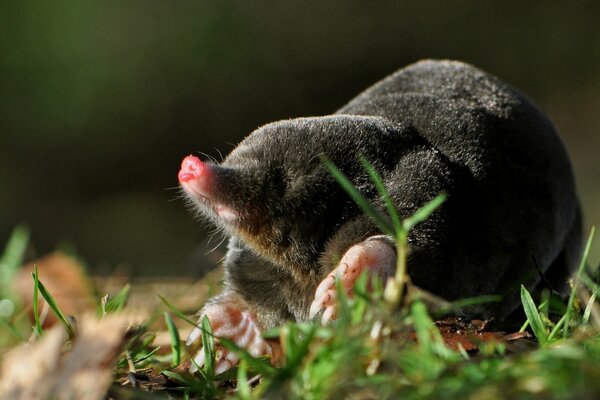 The wet nose of a mole can be seen from the grass