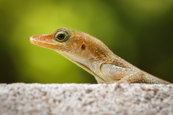 Petit lézard assis sur une pierre