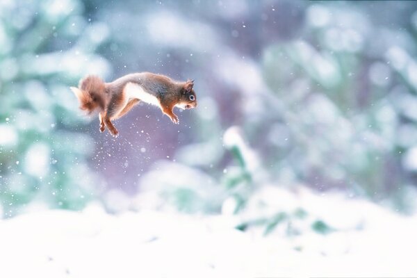 Squirrel jump on a white surface