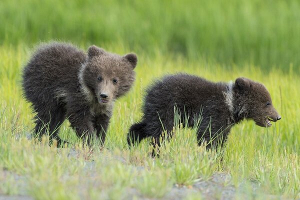 Two bear cubs walking on the grass