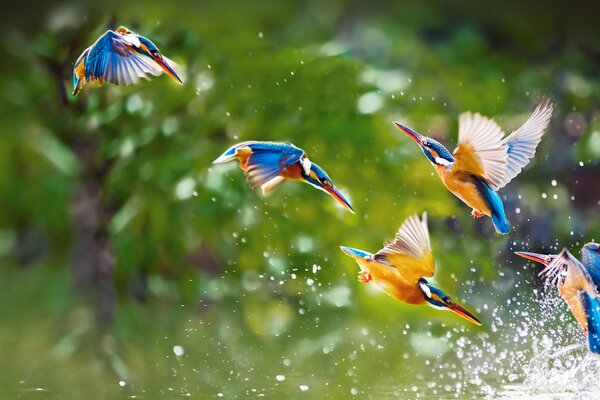 Aves en vuelo con salpicaduras de agua