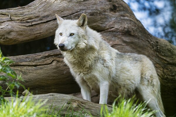 The predatory look of a wolf at a snag