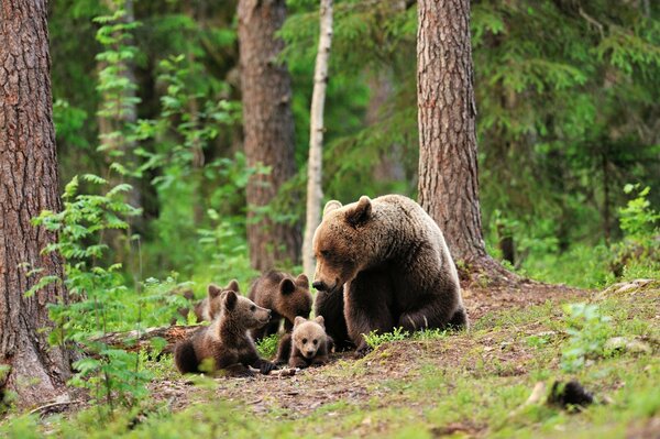 Семья медведей в лесу