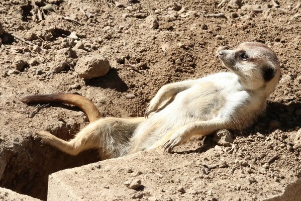 Surrikat on the lawn takes a sun bath