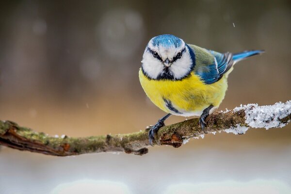 Bright tit on a branch in winter