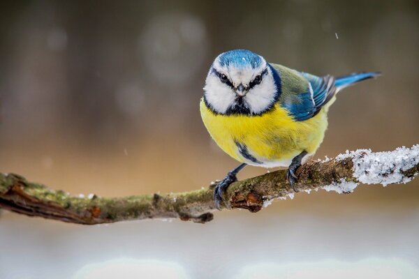 Brillante tit en una rama en invierno