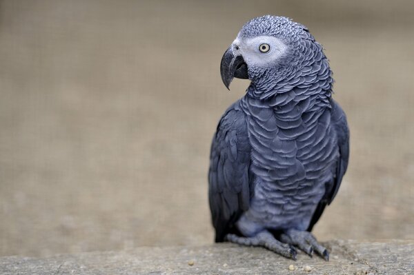 Perfil del loro gris de Jacó