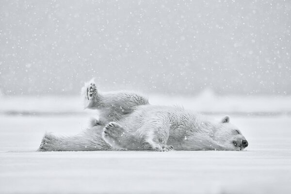 Weißer Bär, weißer Schnee