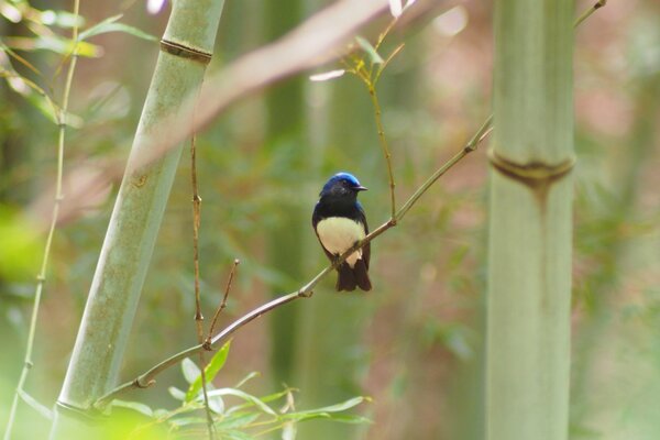 Moucherolle sur une branche parmi le bambou