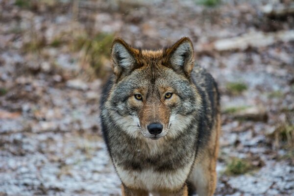 La majestuosa mirada de un lobo americano en el bosque