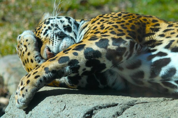 Jaguar sur raslabon sous le soleil