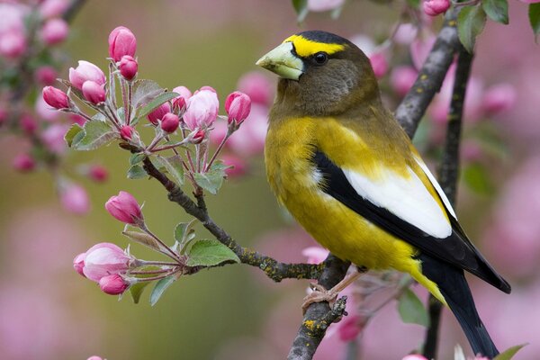 Gelber Vogel auf einem Zweig im Frühling