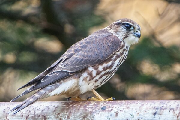 Das Profil des Falken. Foto in der Natur