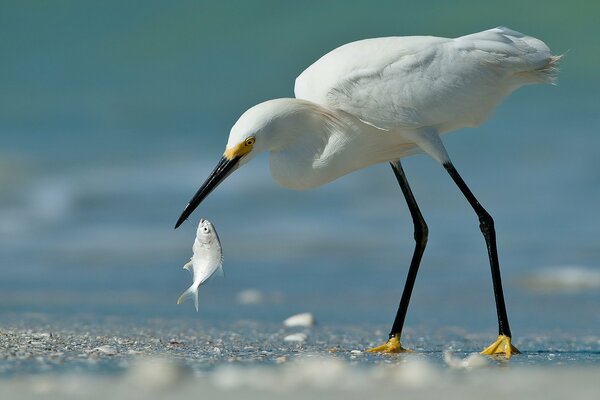 Captura de peces Garza blanca