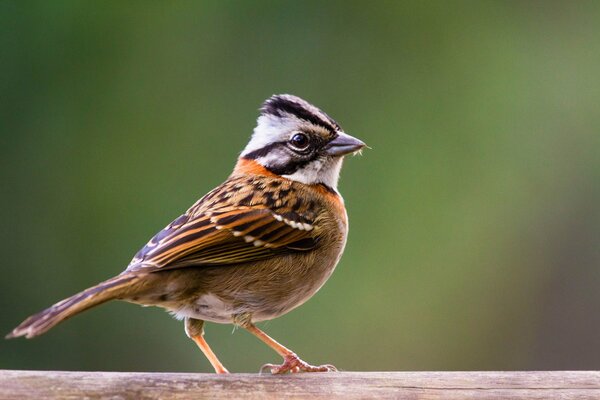 A small beautiful sparrow on a blurry green background