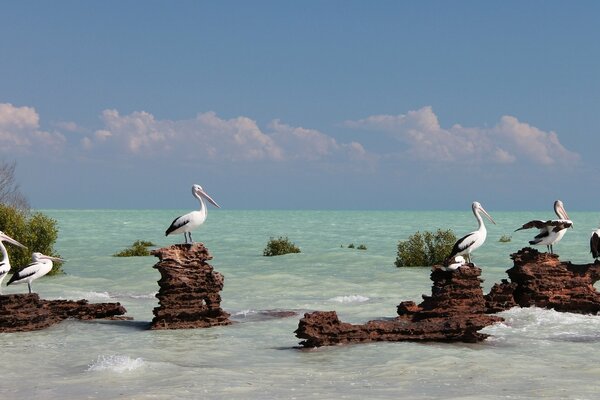 Australian pelicans sit on pebbles