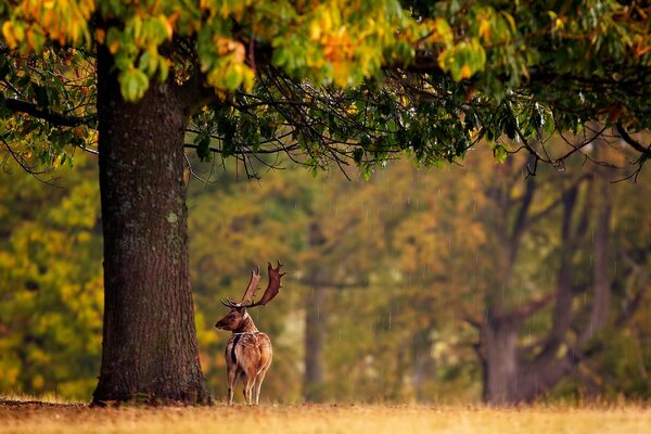 Ciervo en un día lluvioso de otoño en el bosque