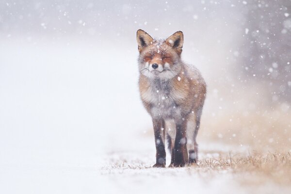 Ein gepresster Fuchs im Winter im Schnee