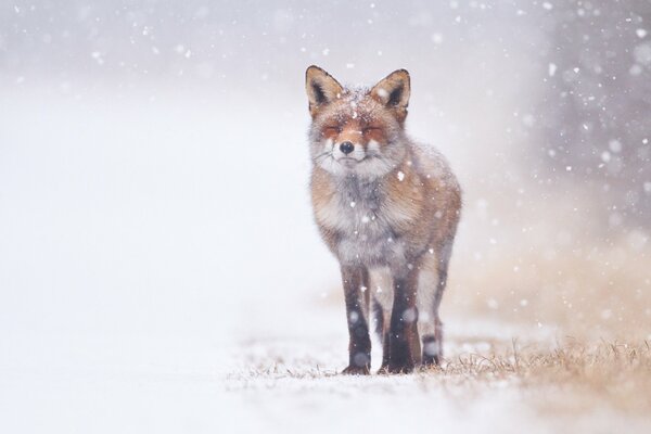 Renard pressé en hiver sur la neige