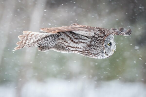 Fliegen einer Eule unter fallendem Schnee