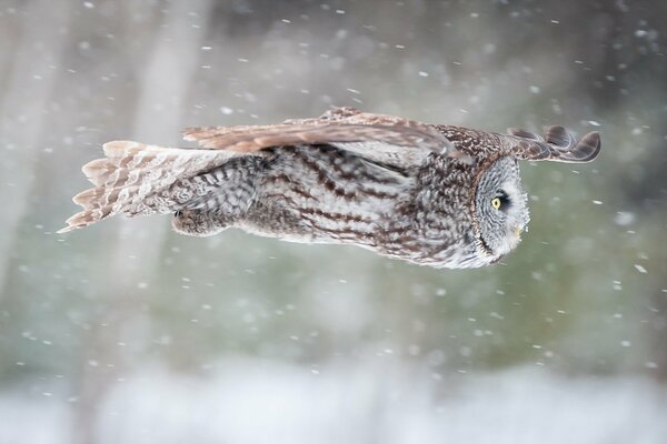 The flight of an owl under the falling snow