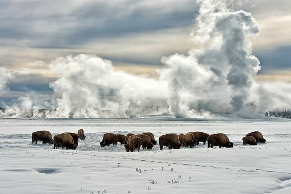 Bisonti che camminano sulla neve in inverno