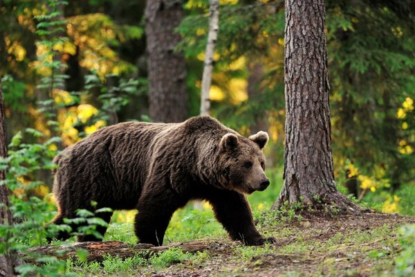 Ours brun dans les bois