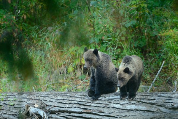 Grizzlybären erkunden die Welt