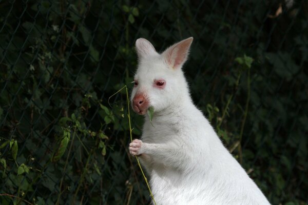 Canguro blanco sostiene una hoja en pequeñas patas