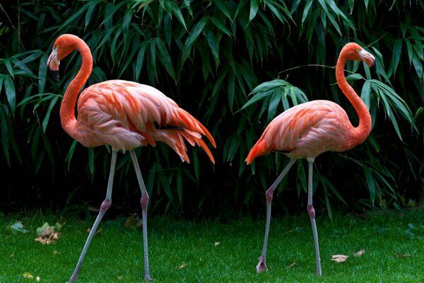 Rosa Flamingos auf einem Hintergrund von grünen Bäumen