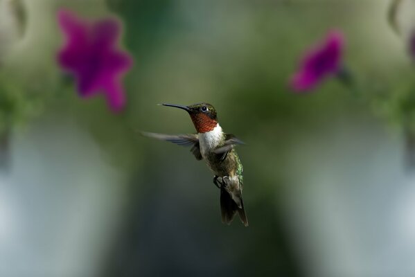 Ptak. Lot kolibra nad kwiatem