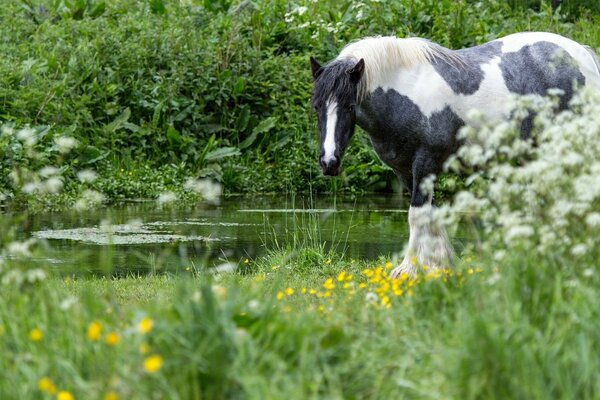 Czarno-biały biały koń przy wodzie i trawie polnej