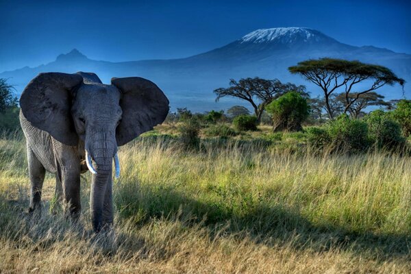 Elefante nella natura africana. Grandi zanne e tronco