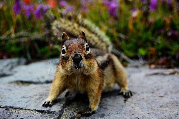 The red squirrel looks with interest