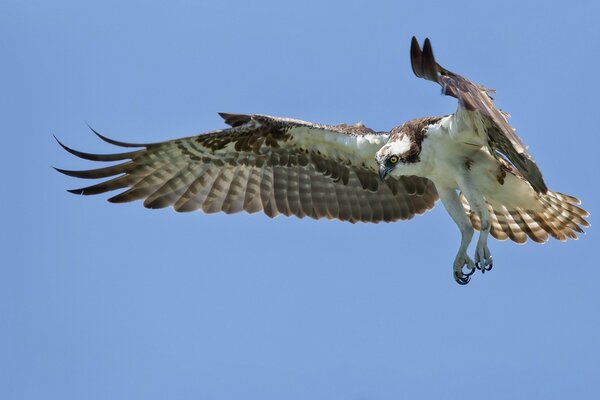 Big beautiful bird in the sky