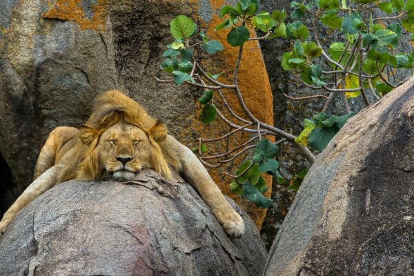 Lion repose sur la pierre