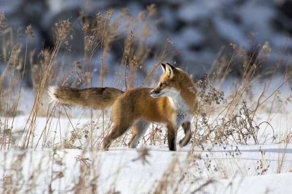 Renard roux hiver neigeux