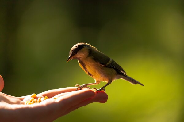 Tit comer con la palma de grano