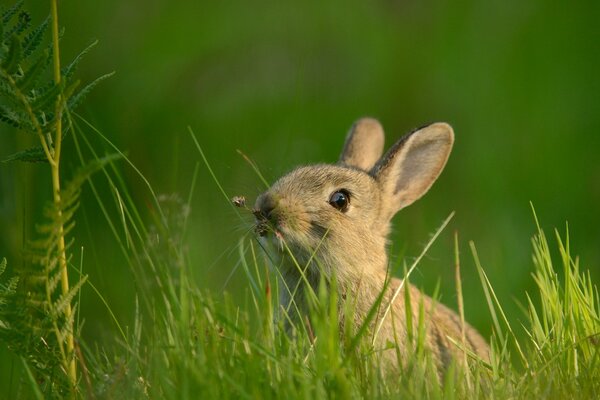 The bunny is eating grass in the meadow