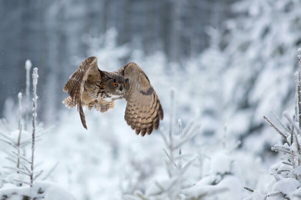 The owl hunts in the forest in winter