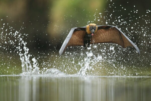 Le renard volant trouve une friandise dans la rivière