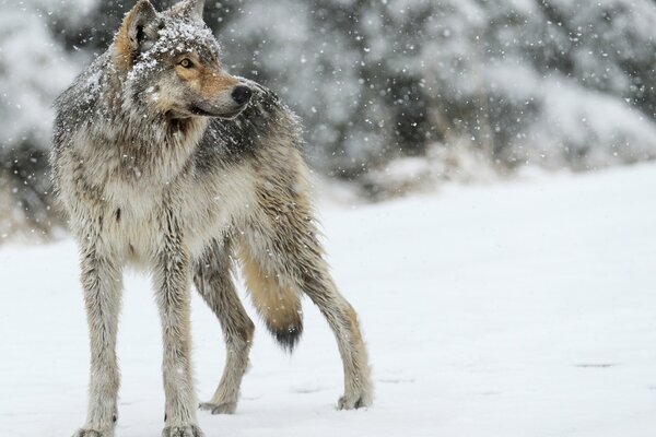 A gray wolf looking into the distance, standing in the snow