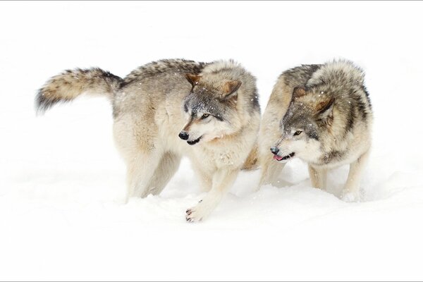 Couple de loups dans la forêt d hiver