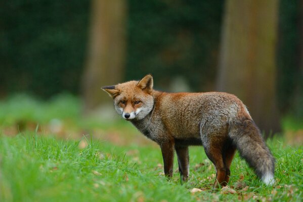 Fuchs mit schlauem Blick vor dem Hintergrund des Waldes