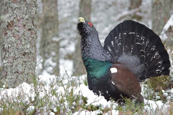 The capercaillie talks in the forest in search of a companion